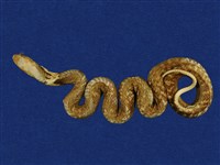 藏品(眼鏡蛇)的圖片